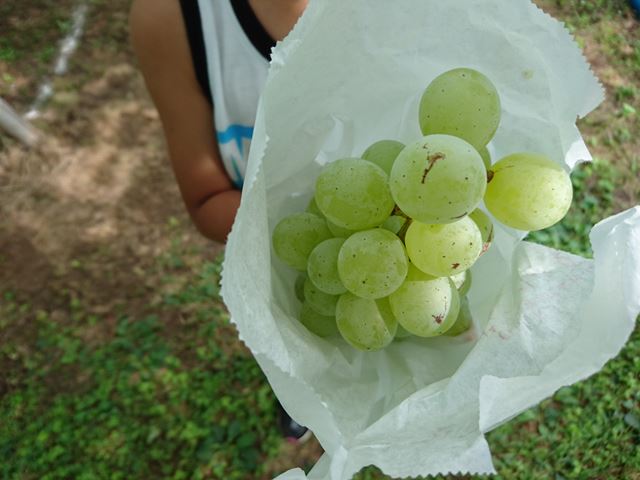まちレポ 鎌ヶ谷 石井テル園 秋にむけて美味しいぶどう狩りの季節です まちしるべ